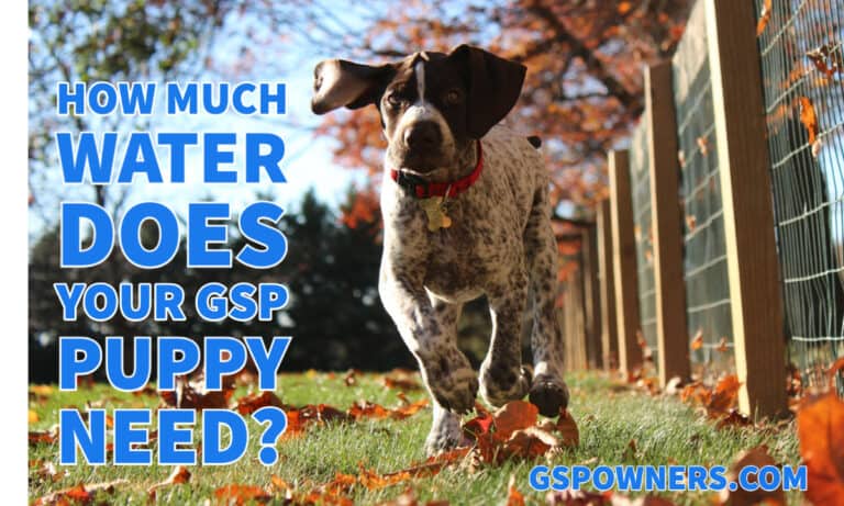 How Much Water Should A GSP Puppy Drink? – GSP Owners