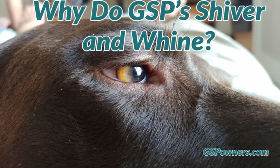 why do german shorthaired pointers shiver