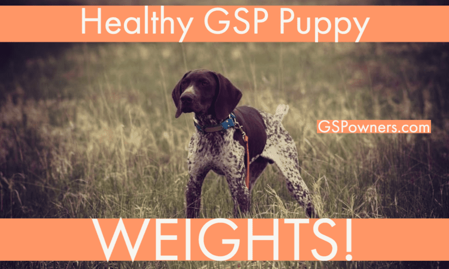 why-is-my-gsp-so-skinny-healthy-weight