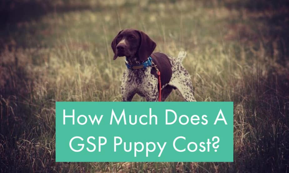 how-much-does-a-gsp-puppy-cost