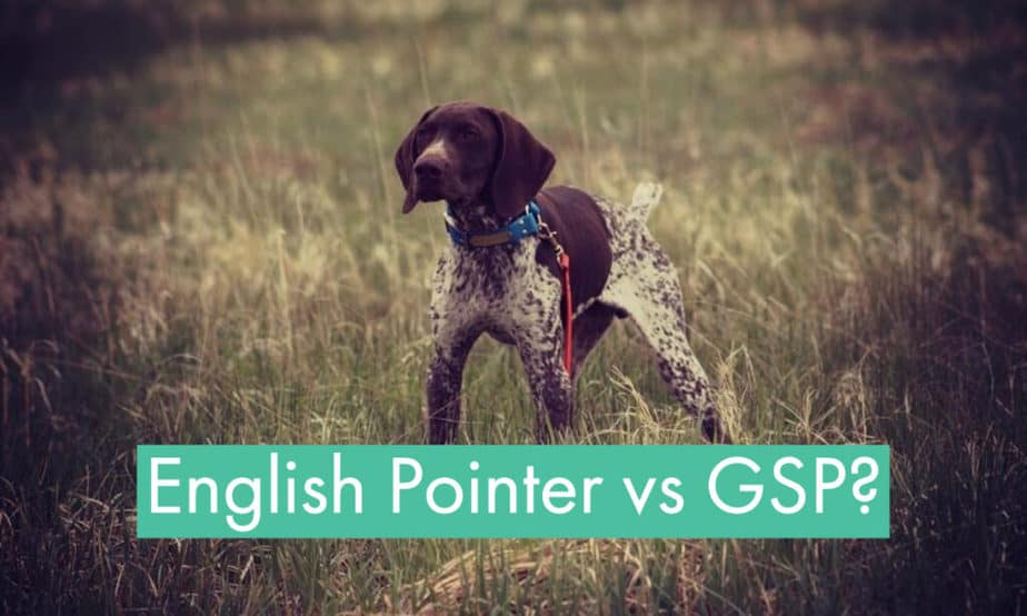 english-pointer-vs-german-shorthaired-pointer-compared