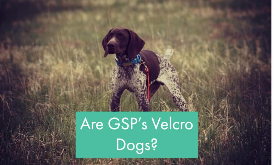 are-gsp-velcro-dogs
