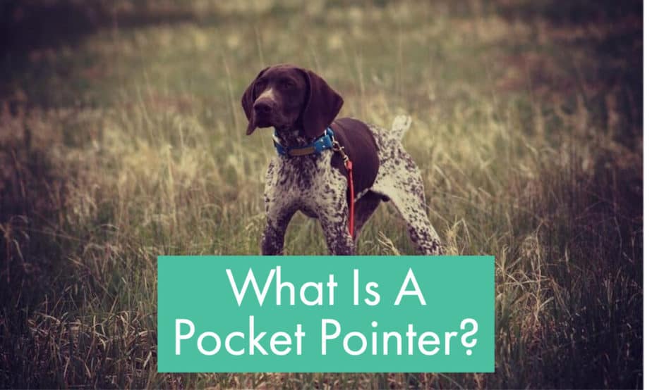 what-is-a-pocket-pointer