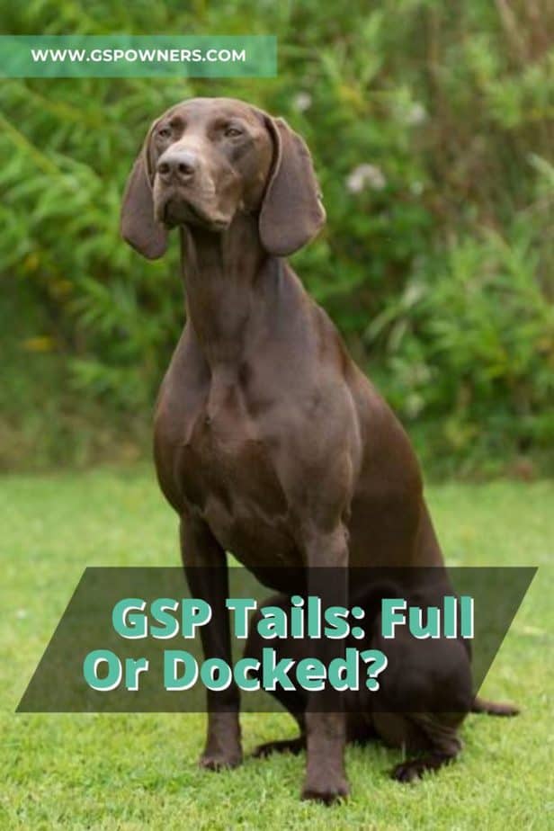 GSP Tails: Full Or Docked? An Easy Guide To GSP Tails – GSP Owners