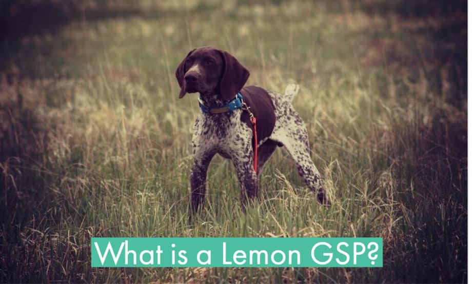 what-is-a-lemon-german-shorthaired-pointer