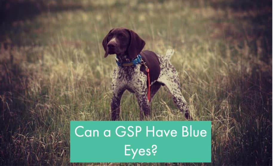 can-a-german-shorthair-pointer-have-blue-eyes