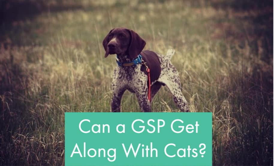 german-shorthairs-get-along-with-cats