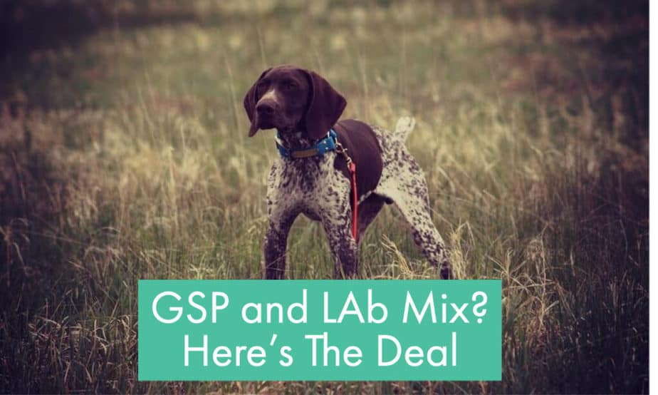 german-shorthair-pointer-mixed-with-lab