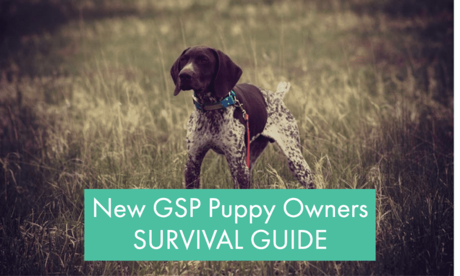new-gsp-puppy-owners-guide-what-to-do