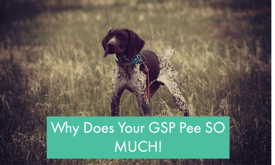 why-does-my-german-shorthaired-pointer-pee-so-much