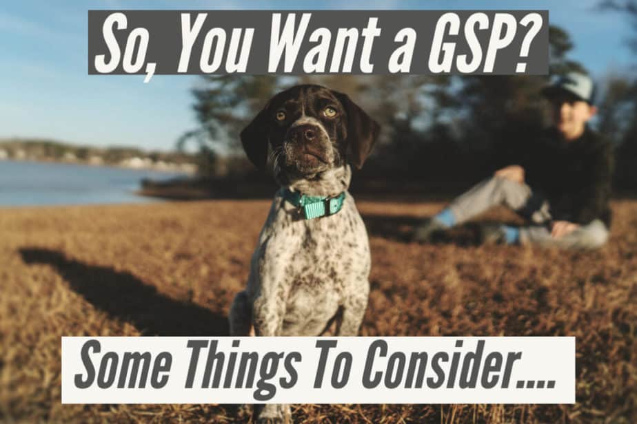 what-to-expect-from-a-gsp-puppy