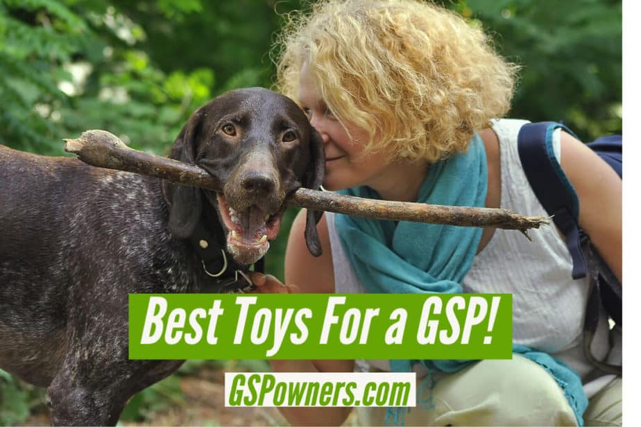 best-toys-for-a-german-shorthaired-pointer