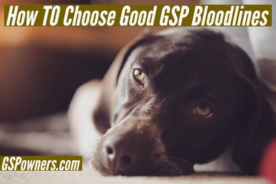 how-to-choose-best-gsp-bloodlines