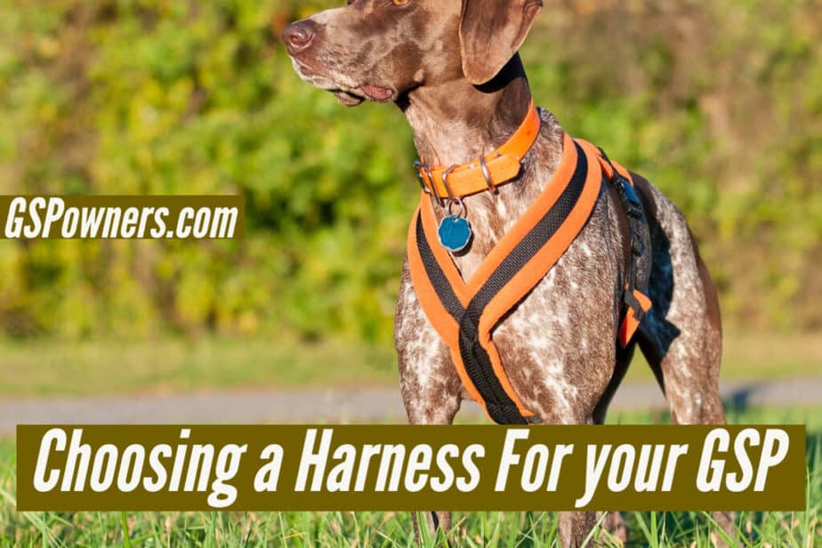 best-gsp-harness-how-to-choose