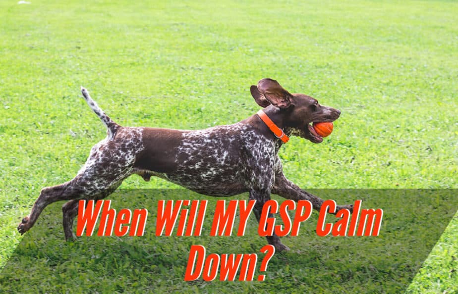when-will-my-gsp-calm-down