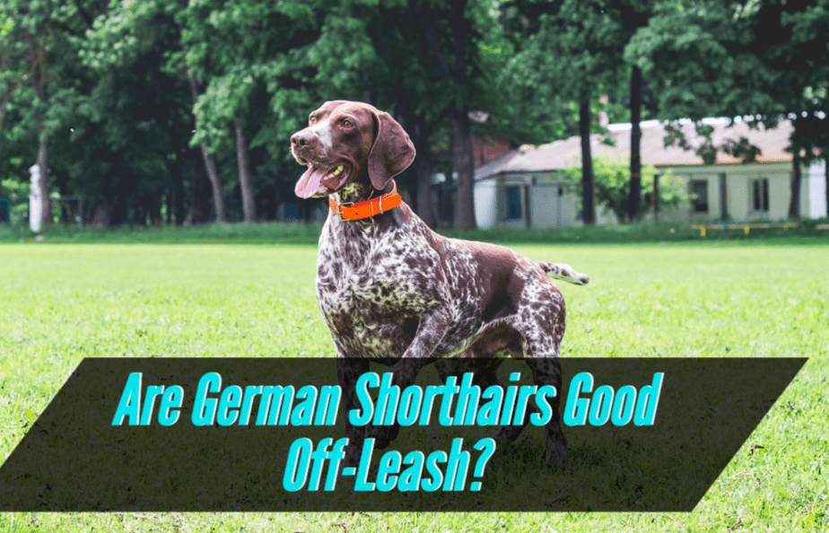 are-german-shorthair-pointers-good-off-leash