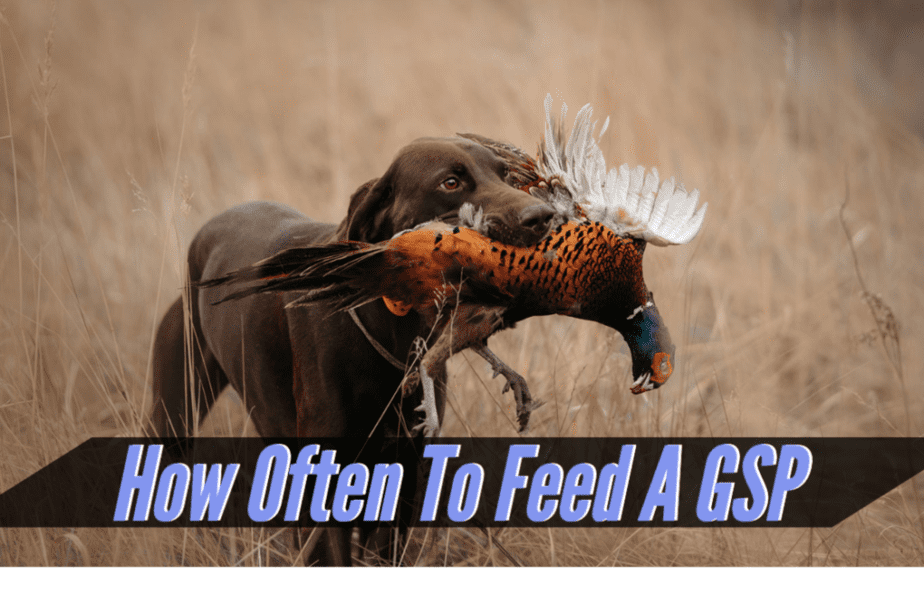 how-often-to-feed-a-german-shorthair-pointer