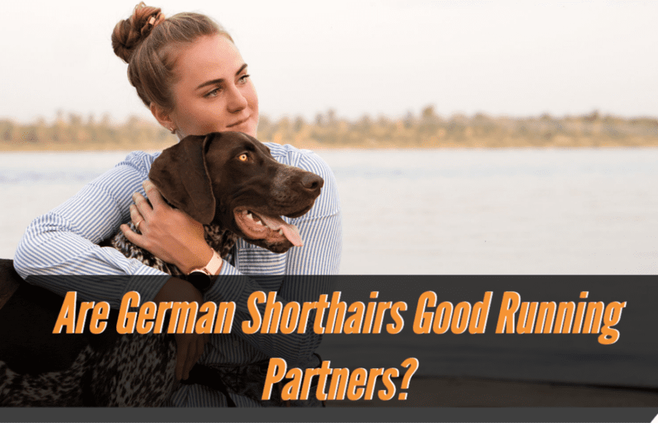 are-german-shorthair-pointers-good-for-running