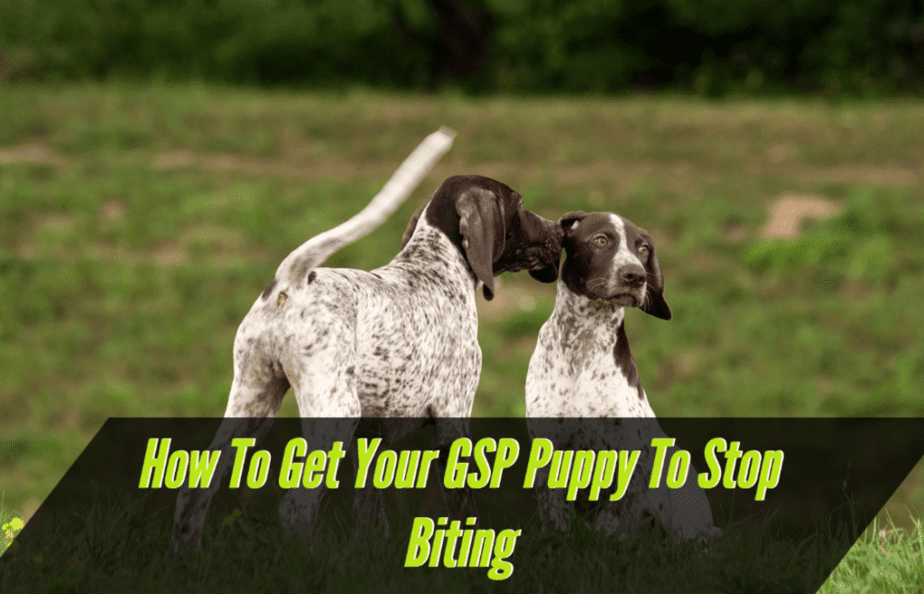 how-to-get-a-gsp-puppy-to-stop-biting
