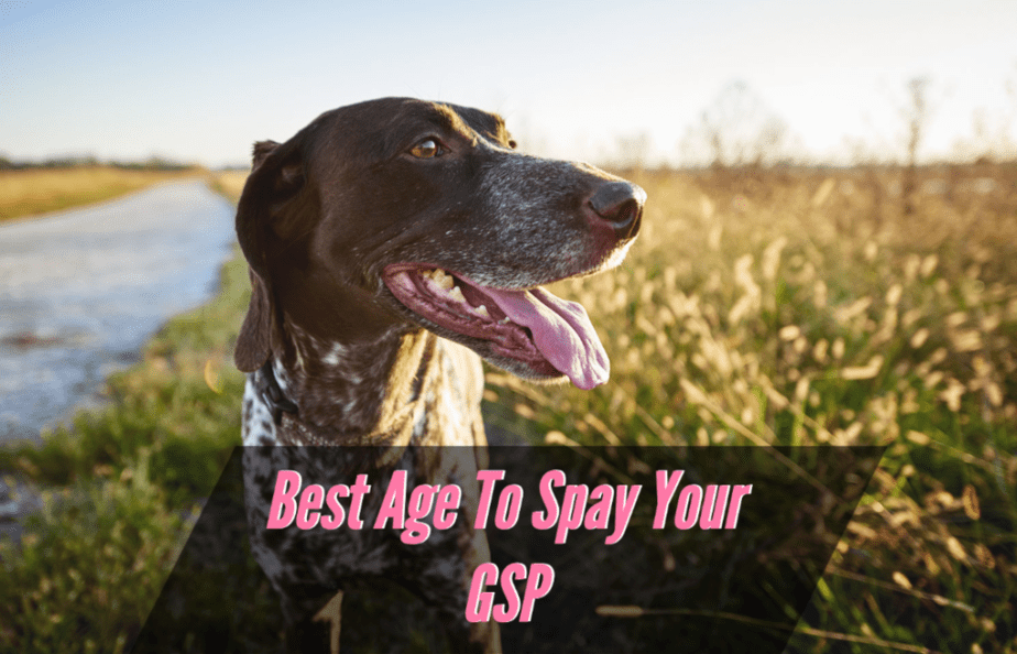 best-age-to-spay-a-gsp