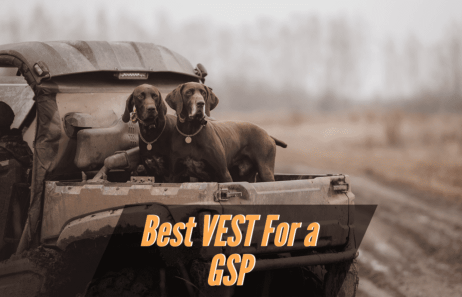 best-vest-for-a-gsp