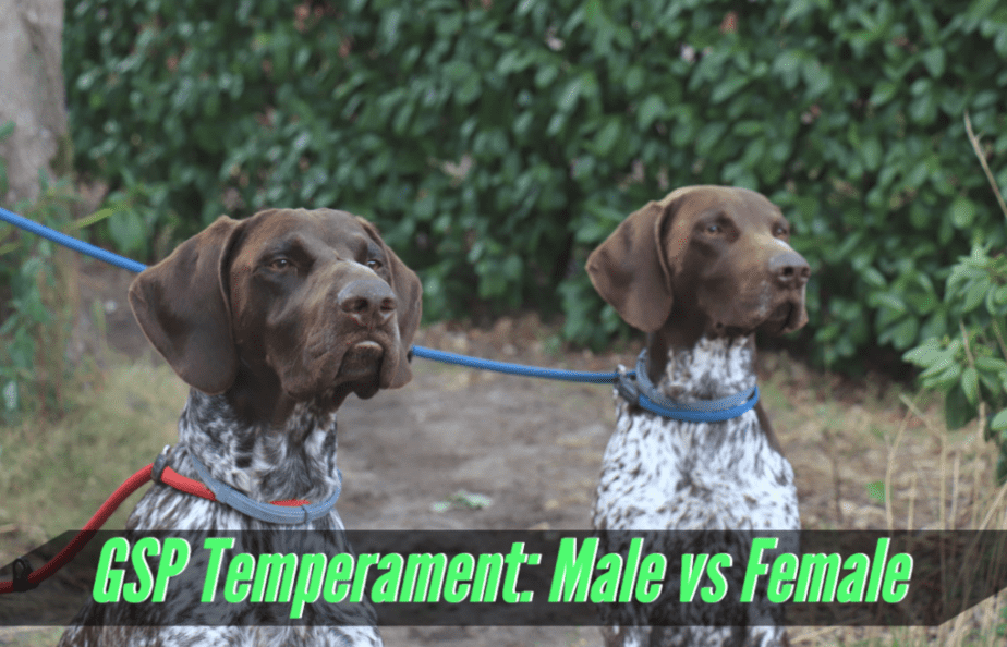 male-or-female-gsp-temperament
