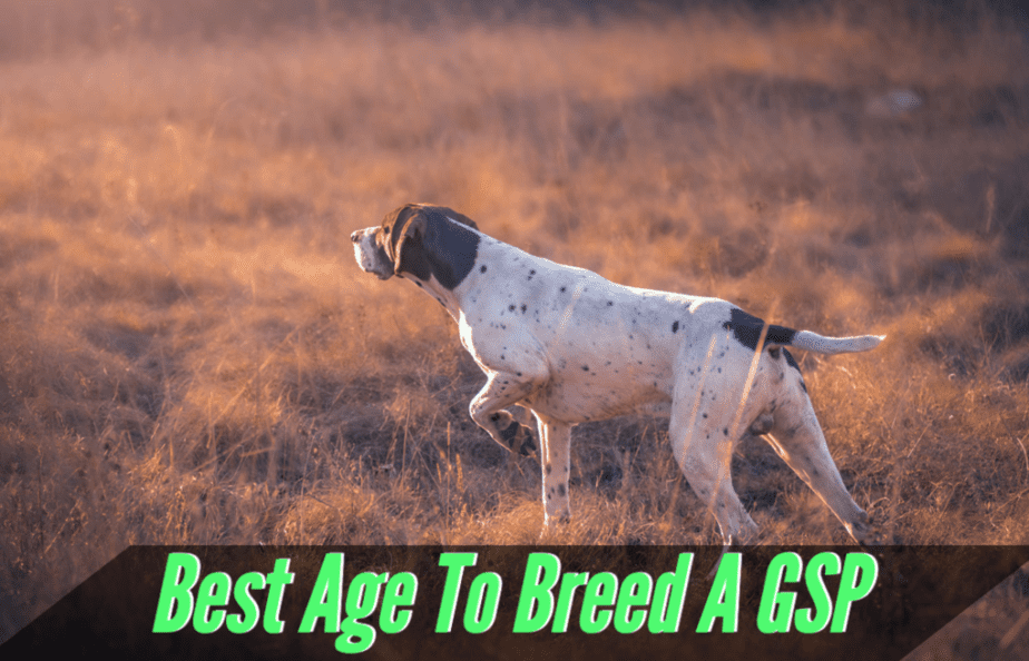 best-age-to-breed-a-gsp