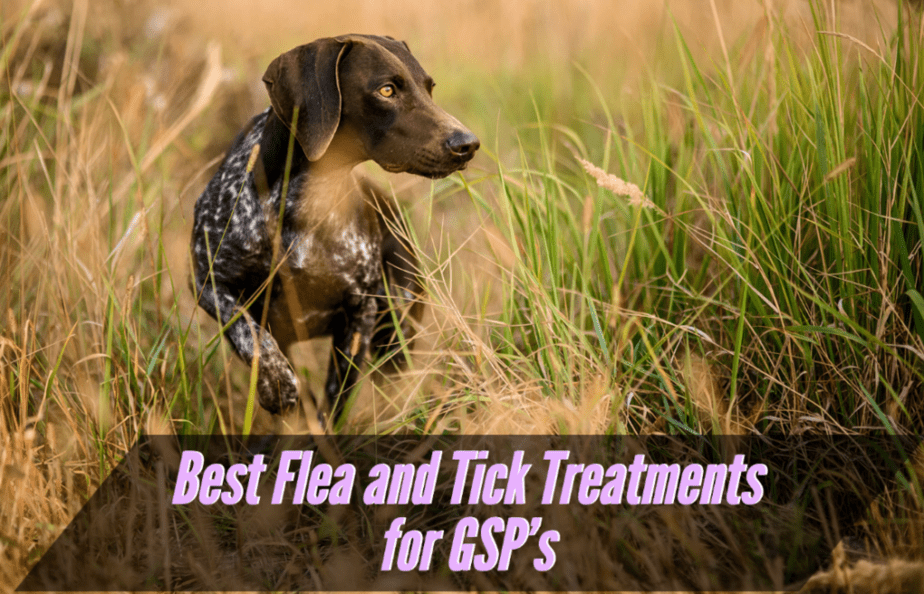 best-flea-and-tick-treatment-for-german-shorthair-pointer