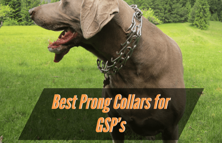 best-prong-collars-for-german-shorthair-pointers