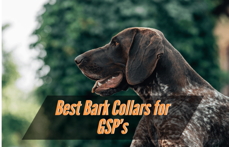 best-bark-collars-for-german-shorthaired-pointers