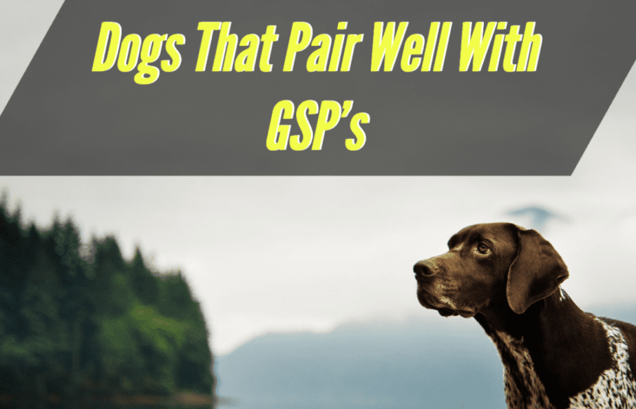 breeds-that-pair-well-with-german-shorthair-pointers