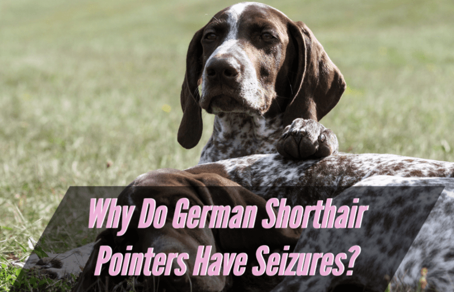 why-do-german-shorthaired-pointers-have-seizures