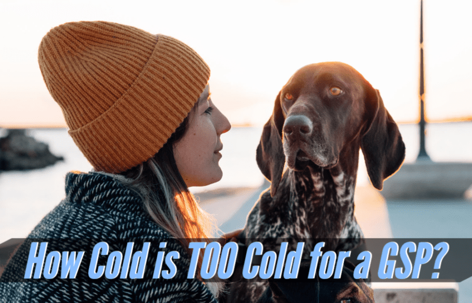 how-cold-is-too-cold-for-a-german-shorthaired-pointer