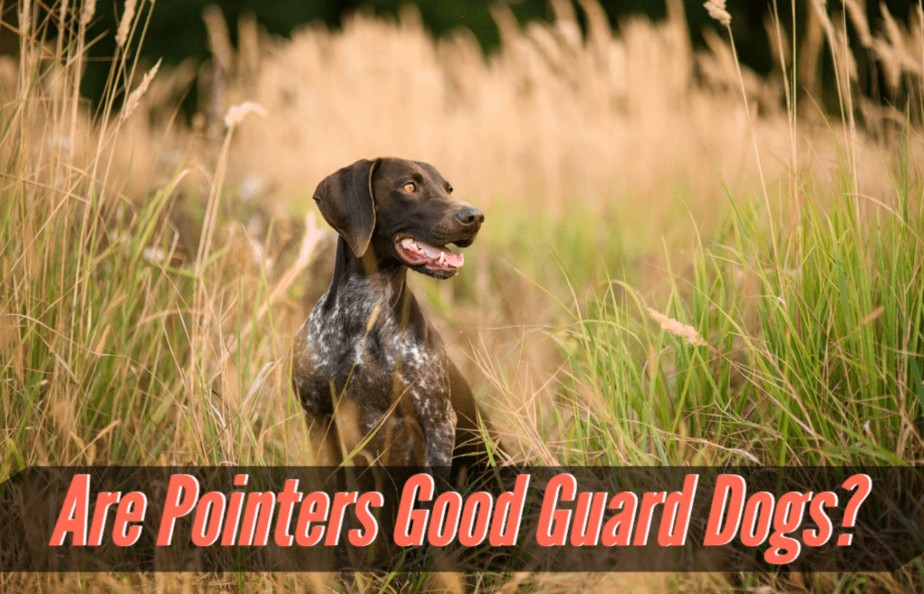 are-pointer-dogs-good-guard-dogs