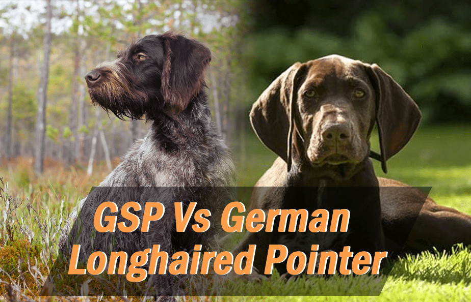 German Shorthaired Pointer Vs German Longhaired Pointer – GSP Owners