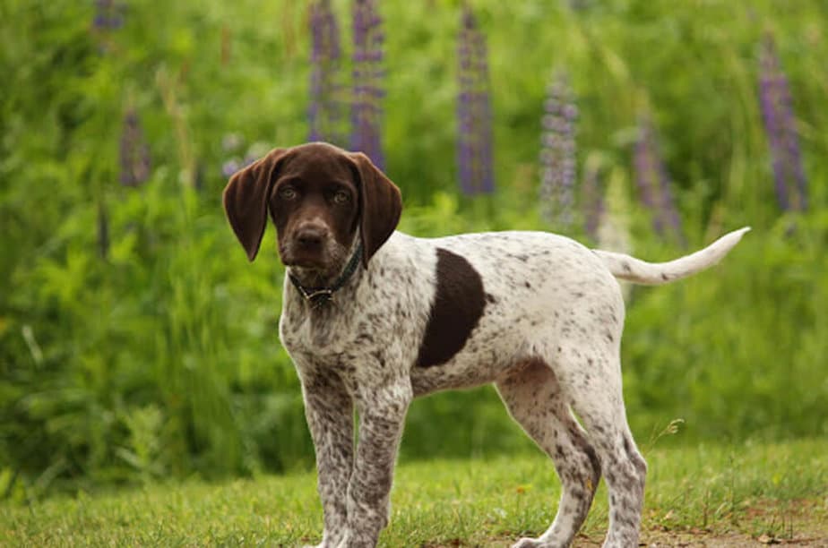 German Shorthaired Pointer Beagle Mix – GSP Owners