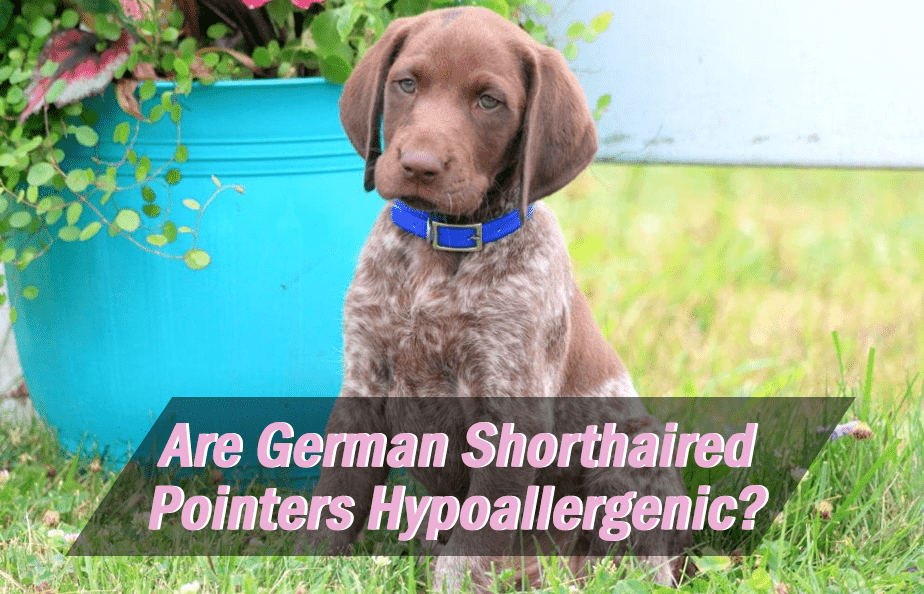 Are German Shorthaired Pointers Hypoallergenic? – GSP Owners