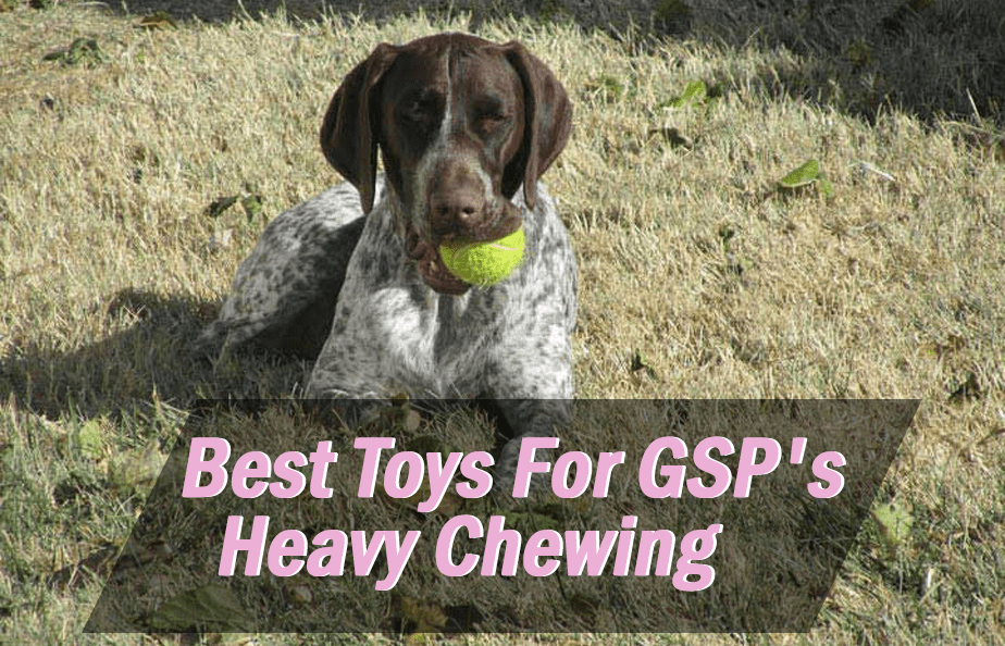 5 Toys Your Gsp Puppy Can T Destroy