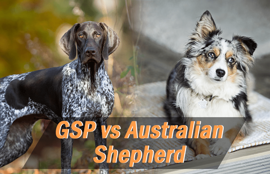 are australian shepherds good duck hunting dogs