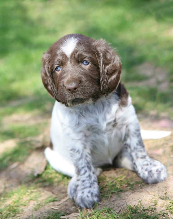 German Shorthaired Pointer Golden Retriever Mix – GSP Owners