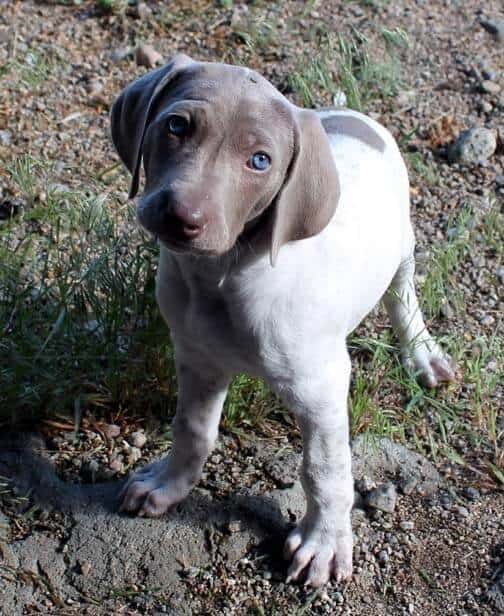 Weimaraner And GSP Mix: Here’s The Deal – GSP Owners