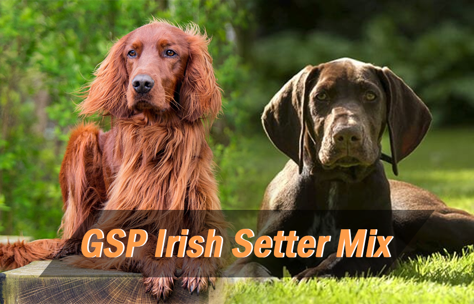 Gennemvæd markør Mathis German Shorthaired Pointer Irish Setter Mix – GSP Owners